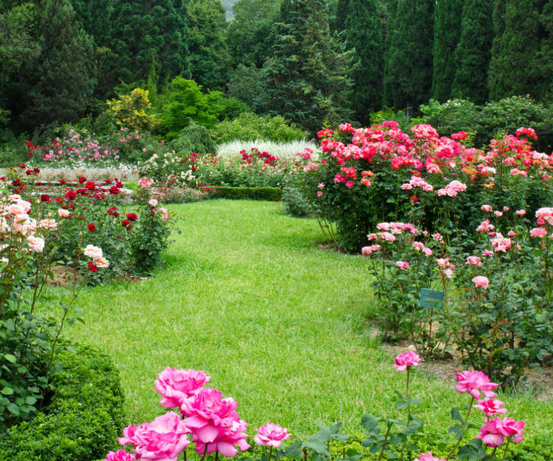 Rosen im Garten - Bartos Hagen