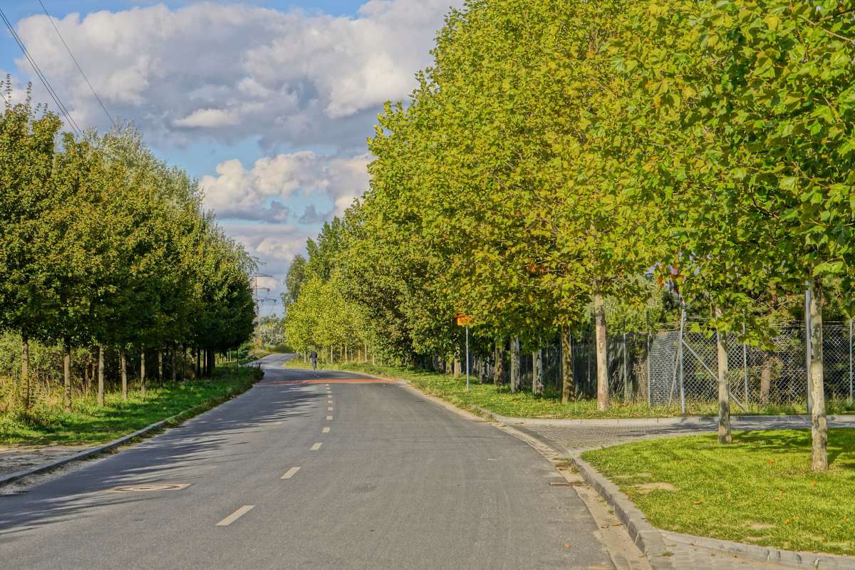 Lärmminderung durch Straßenbäume