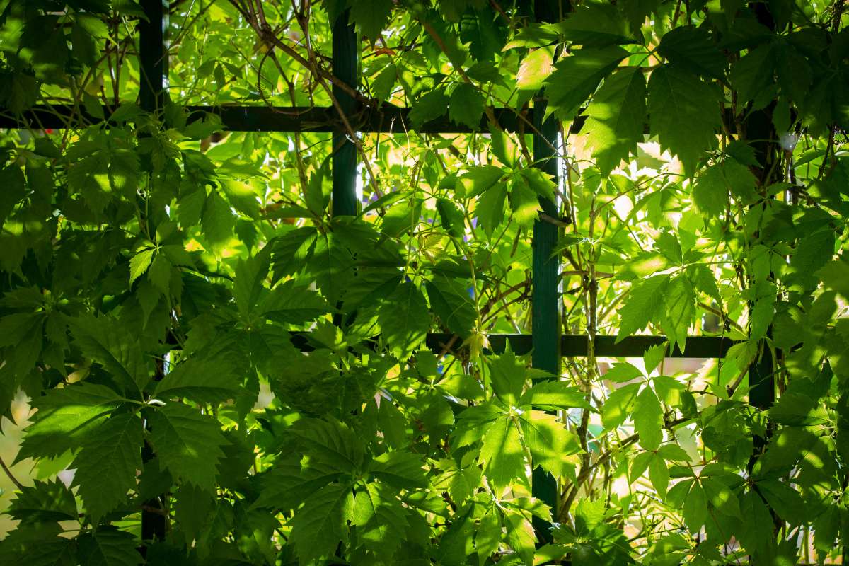 Pflanzen für Schatten