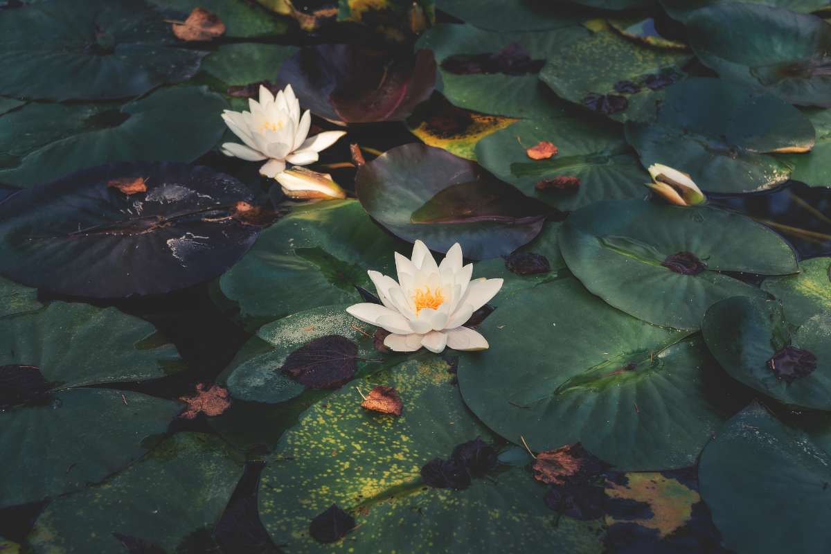 Wasserpflanzen Schatten